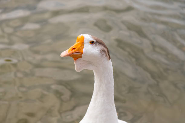 istock An adult white goose 1178714432