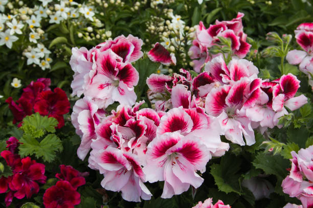 istock Beautiful pink geraniums in a pot in the garden 1178714514