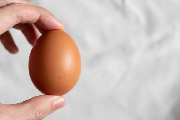 brown chicken egg in hand stock photo