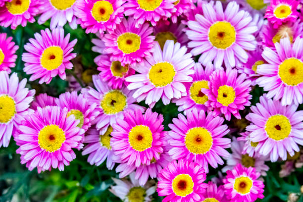 istock close up common daisy flowers and leaves in nature 1178720705