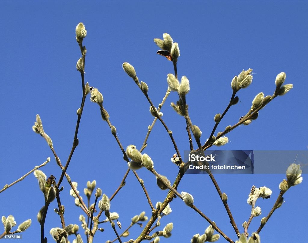 Willow catkins - Lizenzfrei Farbbild Stock-Foto