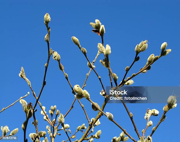 Willow Catkins Stockfoto und mehr Bilder von Farbbild - Farbbild, Fotografie, Frühling