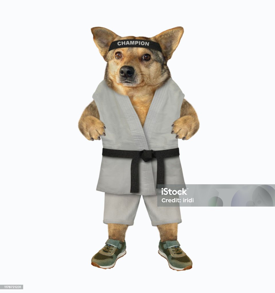 Chó Karate Thực Hiện Các Bài Tập Hình ảnh Sẵn có - Tải xuống Hình ...