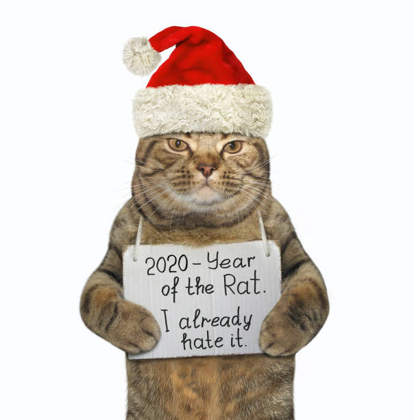 istock Cat in red hat hates year of rat 1178721490