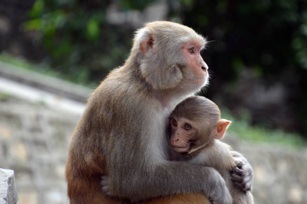 istock Baby monkey hugging his mother 1178721668