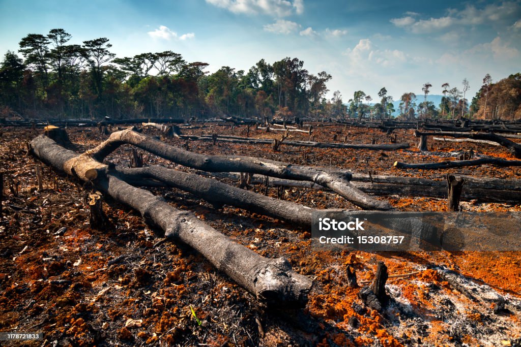 Odun kesmek, odun yakmak, çevreyi yok etmek. Laos orman, ASYA yerli bitki örtüsünün yasadışı ormansızlaşma alanı. - Royalty-free Ağaç Stok görsel