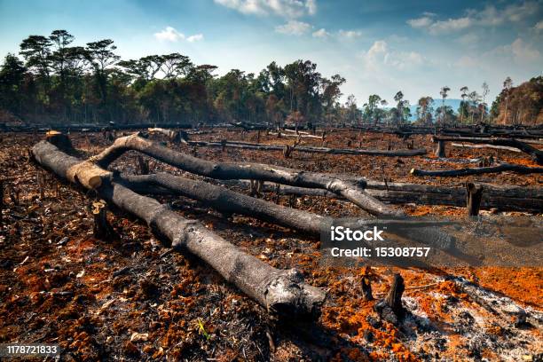 Odun Kesmek Odun Yakmak Çevreyi Yok Etmek Laos Orman Asya Yerli Bitki Örtüsünün Yasadışı Ormansızlaşma Alanı Stok Fotoğraflar & Ağaç‘nin Daha Fazla Resimleri
