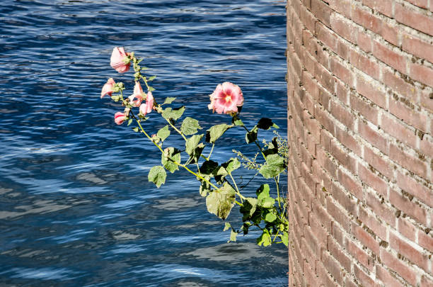 Purple hollyhock flowers growing out of a quay wall on a sunny day in summer