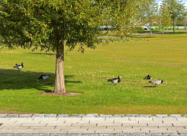 Barnacle goose (Branta leucopsis) in in Hakasalmi Park. Helsinki, Finland