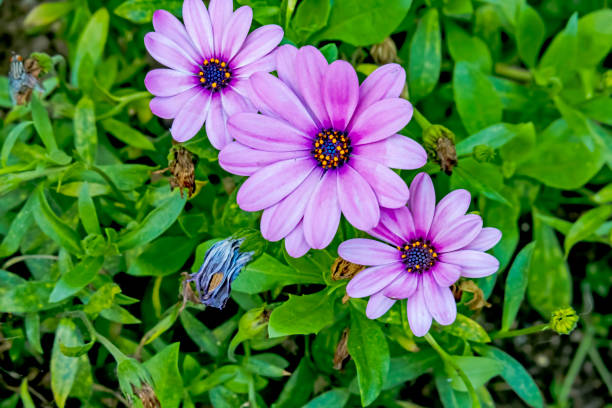 istock close up daisybush or cape daisy flower in nature 1178722329