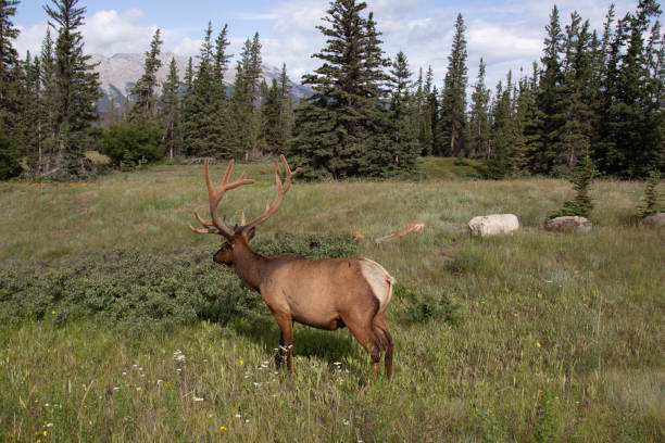 istock Elk grazing in Jasper National Park Canada 1178722467