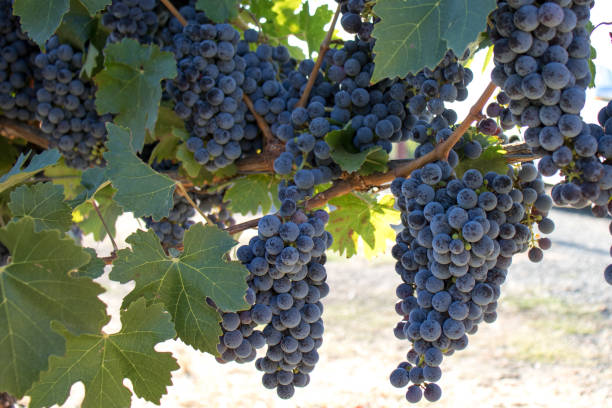 вино винограда, растущее в долине напа, калифорния - napa valley sonoma county vineyard autumn стоковые фото и изображения