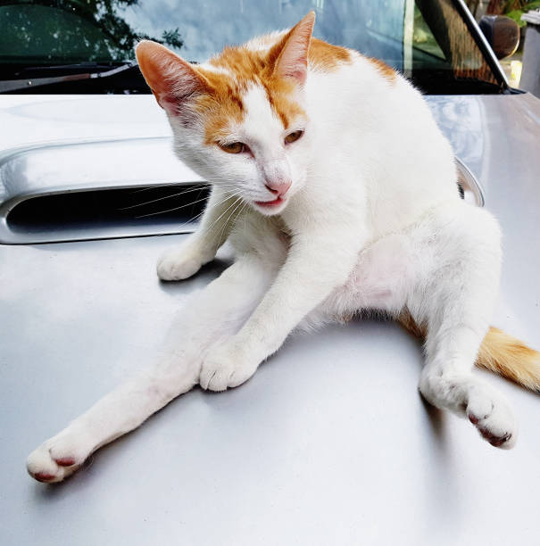 A ginger and white cat sits on a car's hood balance carefully in what looks like a yoga pose but is probably part of a washing routine.