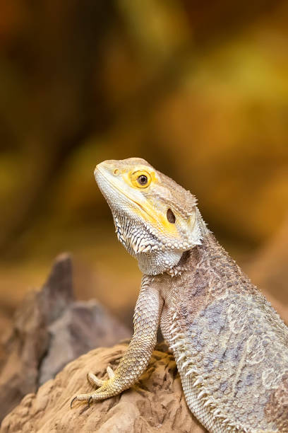 istock Tuatara in the wild 1178724349