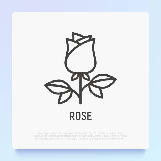 ilustraciones, imágenes clip art, dibujos animados e iconos de stock de icono de línea delgada de rosa, regalo romántico el día de san valentín. ilustración vectorial moderna. - rose