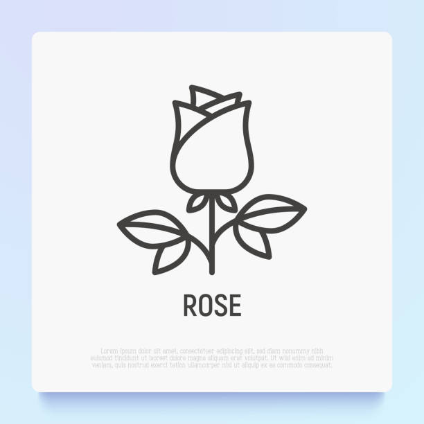 kuvapankkikuvitukset aiheesta ruusun ohuen viivan ikoni, romanttinen lahja ystävänpäivänä. moderni vektorikuvitus. - rose flower