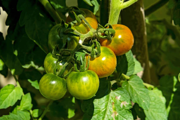 istock close up raw tomatoes and leaves in nature 1178726544