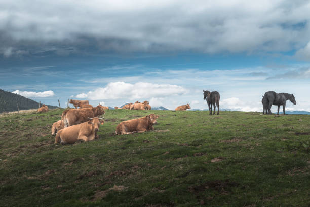istock Horses and cows on the highland 1178726993