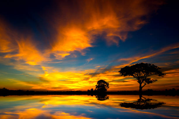 istock Panorama silhouette tree in asia with sunset.Tree silhouetted against a setting sun.Dark tree on open field dramatic sunrise and reflection in water. 1178727821