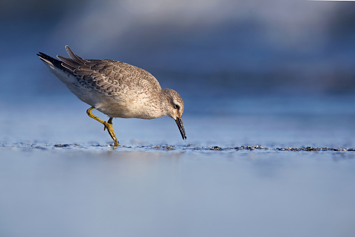 A red knot (Calidris canutus) resting and foraging during migration on the beach of Usedom Germany- a close-up of a beautiful bird on a beach,