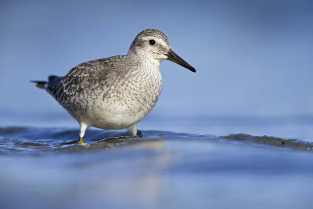 istock A red knot (Calidris canutus) resting and foraging during migration on the beach of Usedom Germany 1178728247