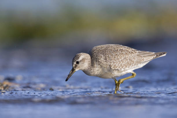 istock A red knot (Calidris canutus) resting and foraging during migration on the beach of Usedom Germany 1178728295