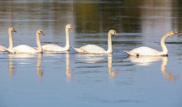 istock wild swans in the Loire valley 1178728405