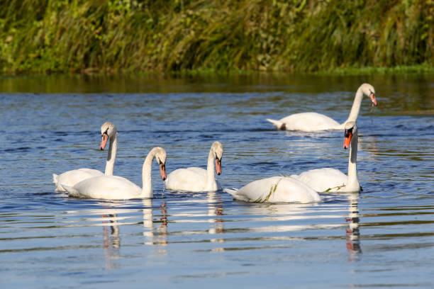 istock wild swans in the Loire valley 1178729231
