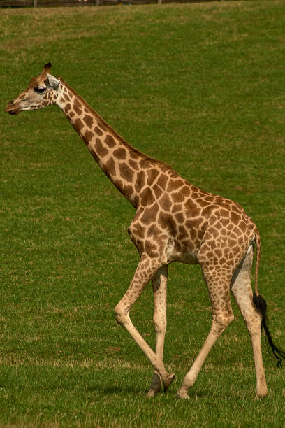 istock Small reticulated giraffes 1178730504