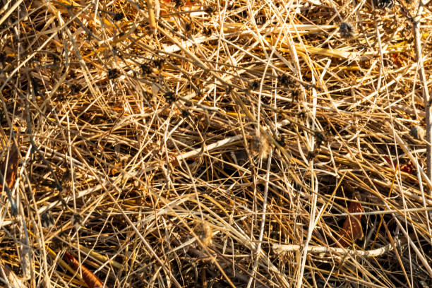 close up dried pine leaves in nature
