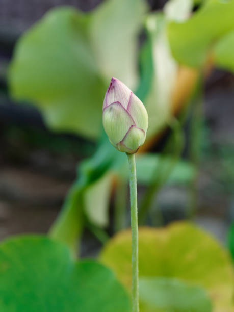 primo primo di beautiful white lotus flower - lotus japan water lily vegetable garden foto e immagini stock