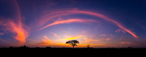 istock Panorama silhouette tree in africa with sunset.Tree silhouetted against a setting sun.Dark tree on open field dramatic sunrise. 1178731089
