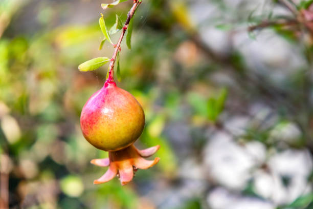 istock close up pomegranates on tree banches in green nature. 1178732092