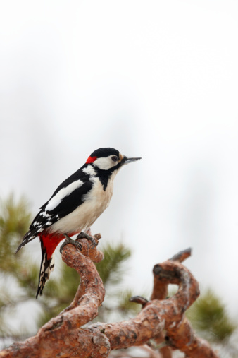 The Great Spotted Woodpecker (Dendrocopos major) is a species of the woodpecker family (Picidae). It is distributed throughout Europe and northern Asia, and usually resident year-round except in the colder parts of its range.