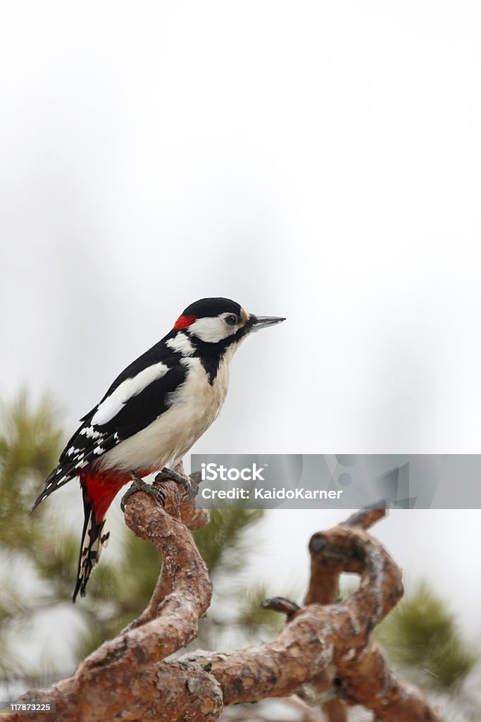 Great Spotted Woodpecker (Dendrocopus major) The Great Spotted Woodpecker (Dendrocopos major) is a species of the woodpecker family (Picidae). It is distributed throughout Europe and northern Asia, and usually resident year-round except in the colder parts of its range. Finland Stock Photo