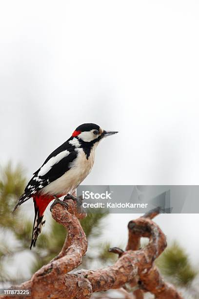 Great Spotted Woodpecker Stock Photo - Download Image Now - Finland, Nature, Animal