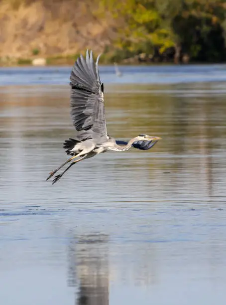 wild gray heron on the banks of the Loire