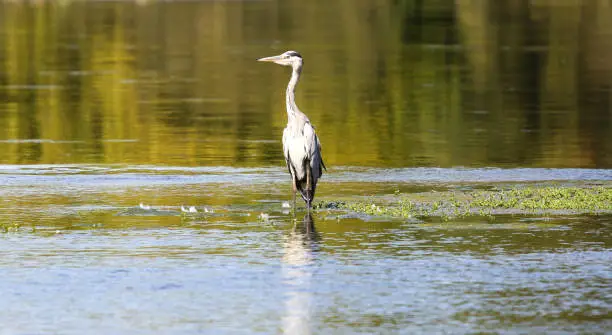 wild gray heron on the banks of the Loire