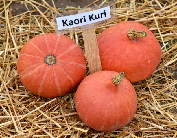 istock Kaori Kuri; Hokkaino, Cucurbita pepo 1178732447
