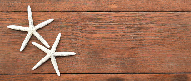istock close up of starfish 1178732537