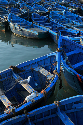 Blue fishing boats tied together in Essaouira, Morocco.