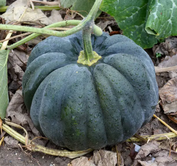 Muskat, is a Edible Pumpkin and a beautiful attractive garden fruit.