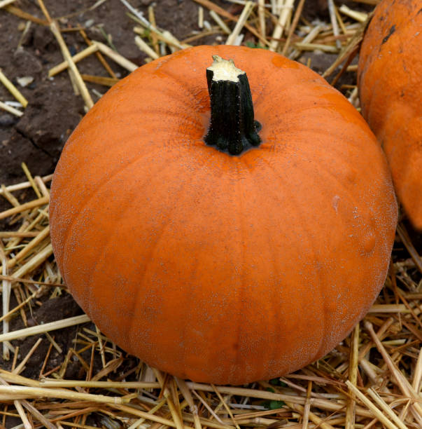 istock Racer, Cucurbita pepo 1178733325