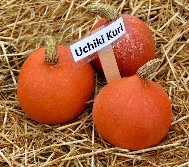 istock Uchiki Kuri; Hokkaino, Cucurbita pepo; 1178733395