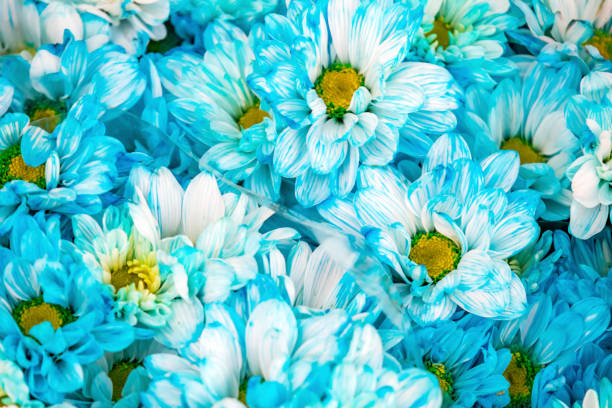 close up daisy flowers in nature