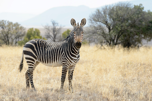 Plains Zebra in Wildlife