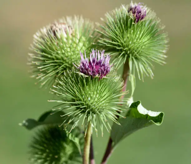 Big burdock, arctium, lappa, is an important medicinal plant with purple flowers and is used in medicine.