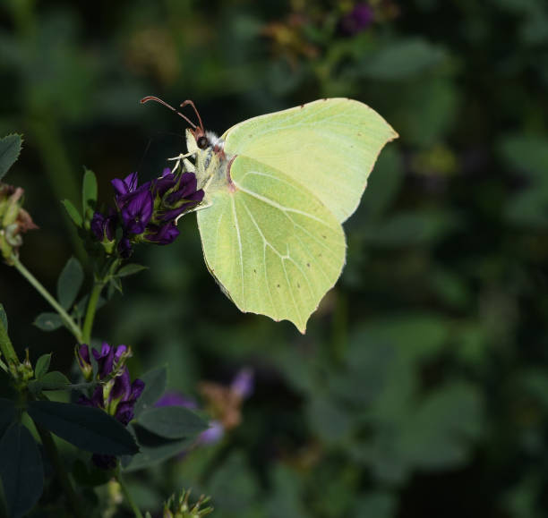 istock Lemon butterflies, Gonepteryx, rhamni, Whitetails 1178735103