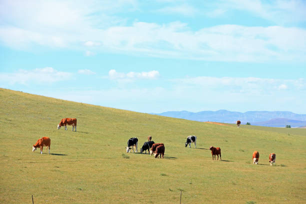 istock A few cows grazing on the slopes 1178736037