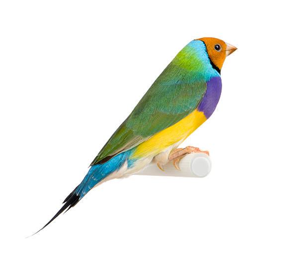 Gouldian Finch - Erythrura gouldiae  gouldian finch stock pictures, royalty-free photos & images